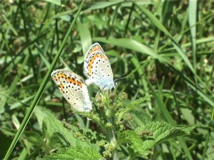 Kronwicken-Bläuling ( Plebejus argyrognomon ) : Männchen und Weibchen bei der Paarung, Kaiserstuhl, NSG Badberg, 16.07.2006